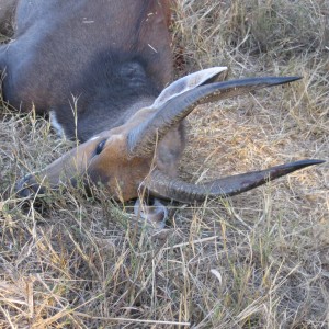 Limpopo bushbuck