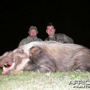 Bush Pig hunt