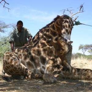 Hunting Giraffe in Namibia