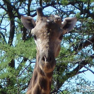 30 Year Old Giraffe Bull Namibia