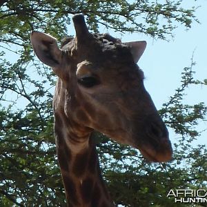 30 Year Old Giraffe Bull Namibia