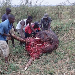 Elephant Skull Caprivi Namibia