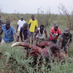 Elephant Skull Caprivi Namibia