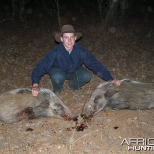 Bushpig Hunting