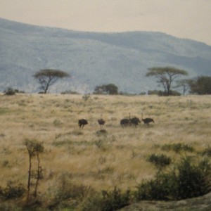 Tanzania 1985