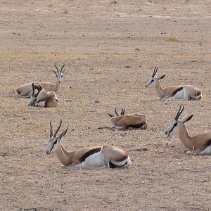 Springbok Namibia