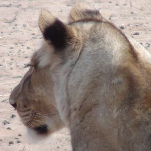 Lion Namibia