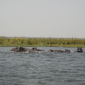 Hippo Caprivi Namibia