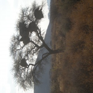 Weaver Nest Tree Namibia