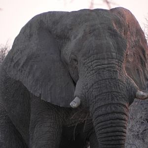 Elephant Etosha Namibia