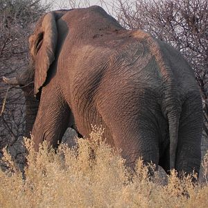 Elephant Etosha Namibia