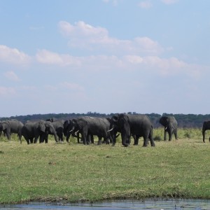 Elephant Caprivi Namibia