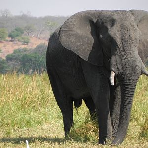 Elephant Caprivi Namibia