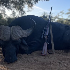 Cape Buffalo Hunting