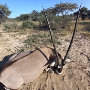 Gemsbok Hunting Botswana