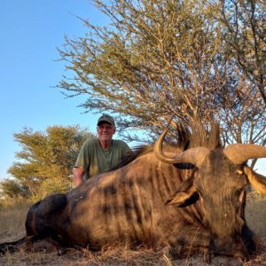 Golden Wildebeest Hunting Botswana