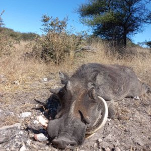 Warthog Hunting Botswana
