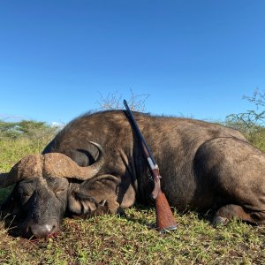 Buffalo Hunting South Africa