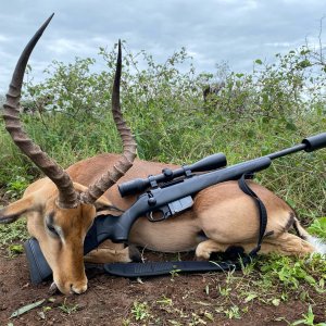 Impala Hunting South Africa