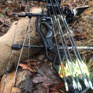 Bow Hunting Whitetail Deer