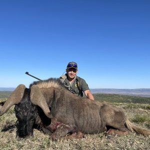 Black Wildebeest Hunting South Africa