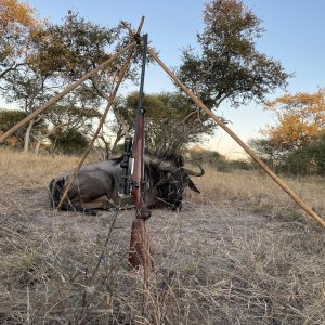 Blue Wildebeest Hunting Botswana