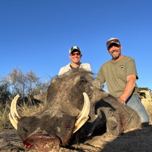 Warthog Hunting Botswana