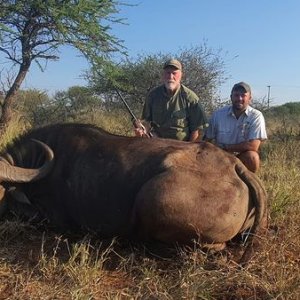 Buffalo Cow Hunt Limpopo Province South Africa