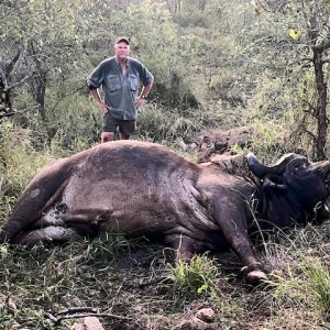 Buffalo Hunting South Africa