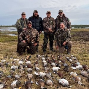 Rosy Billed Pochards Duck Hunting Argentina