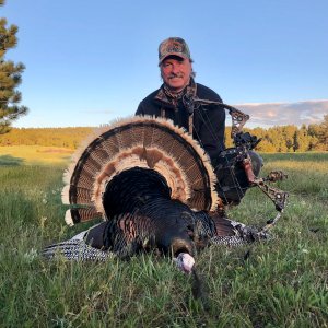 Bow Hunting Turkey Wyoming