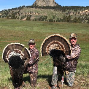 Bow Hunting Turkey Wyoming