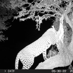 Leopard Trail Camera South Africa