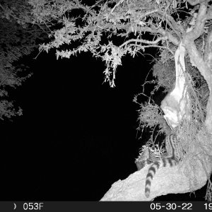 Genet Trail cam