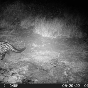 Civet Trail cam