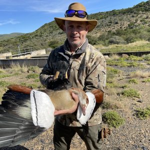 Egyptian Duck Hunt South Africa