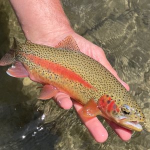 Trout Fishing Black Hills South Dakota