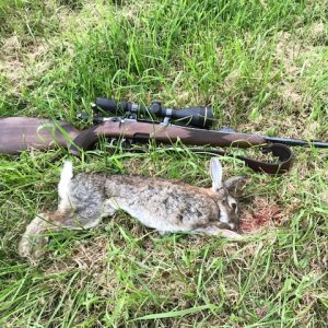 Rabbit Hunting