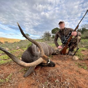 Nyala Hunting Karoo South Africa