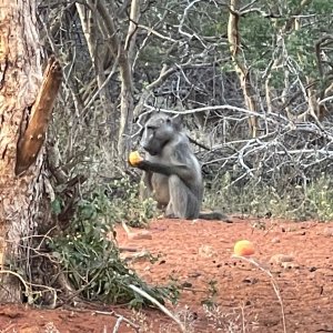 Baboon South Africa