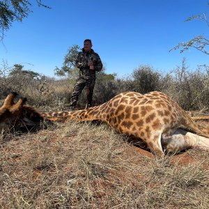 Giraffe Hunting Limpopo South Africa