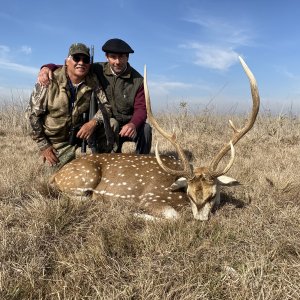 Axis Deer Hunt Argentina