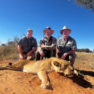 Lioness Hunt Kalahari South Africa