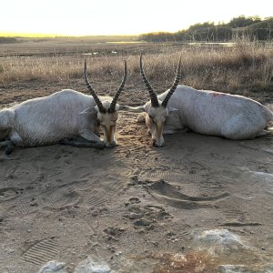 White Blesbok Hunting Mpumalanga South Africa