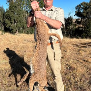 Caracal Hunting Mpumalanga South Africa