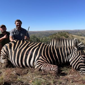 Zebra Hunting Limpopo South Africa