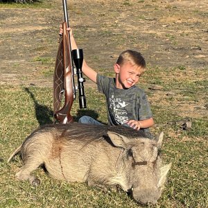 Warthog Hunting South Africa