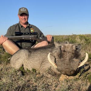 Warthog Hunting South Africa