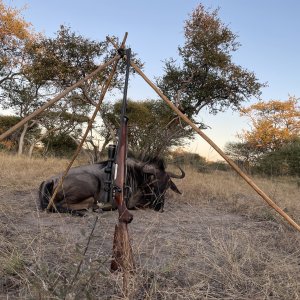 Blue Wildebeest Hunt Botswana