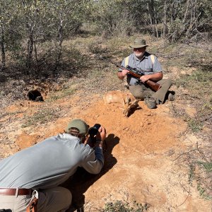 Steenbok Hunt Botswana